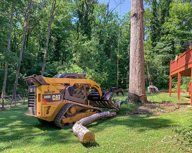 Tree Removal Laws in Atlanta