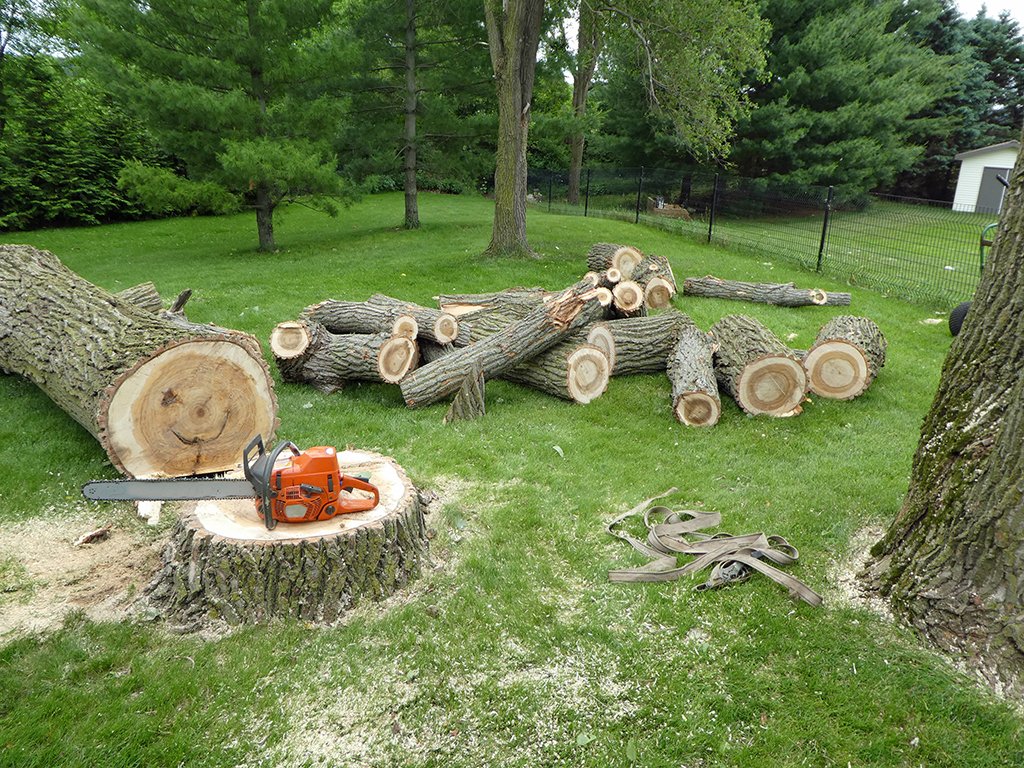 Tree Removal vs Trimming in Atlanta